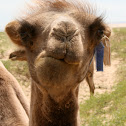 Bactrian Camel