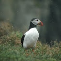 Puffin