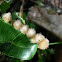 Gall