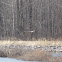 Northern Harrier