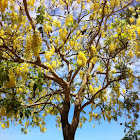 Golden Shower Tree