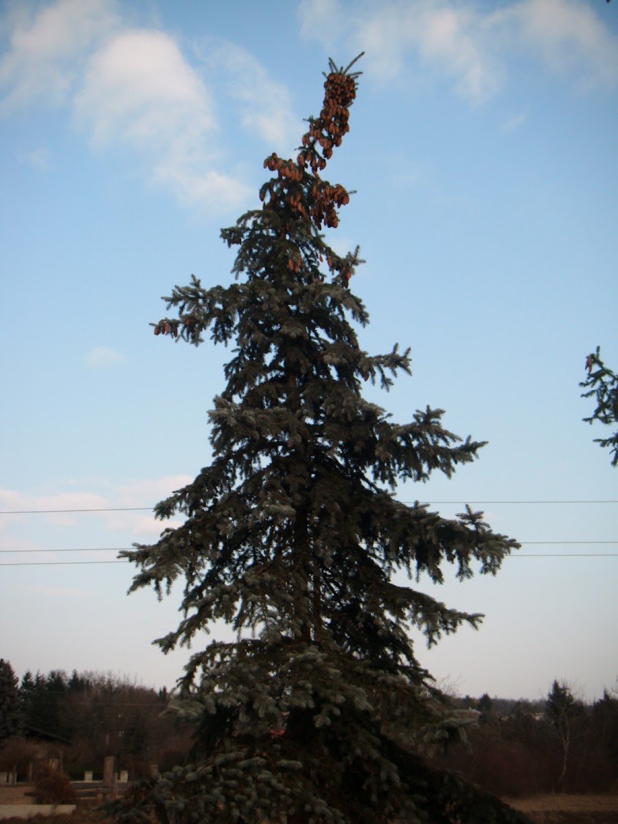 Blue Spruce