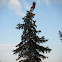 Blue Spruce