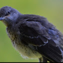 Mockingbird