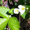 Woodland strawberry