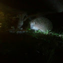 Hedgehog