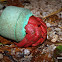 hermit crab