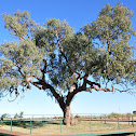 Coolibah Tree