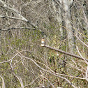 Eastern Bluebird