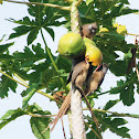 Speckled Mousebird