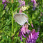Eastern Tailed-Blue Hairstreak