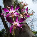 Orchid