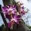 Orchid