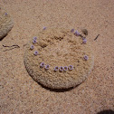 Sandfood
