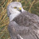 Pallid Harrier (male)