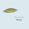 Diatom