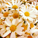 Margeriten