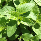 oregano
