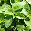 oregano
