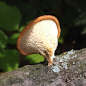 hexagonal-pored polypore