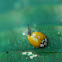 Asian lady beetle