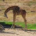 Young Giraffe