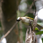Chinese Bulbul
