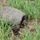 Common snapping turtle