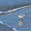 Sanderling
