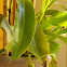 Nepenthes