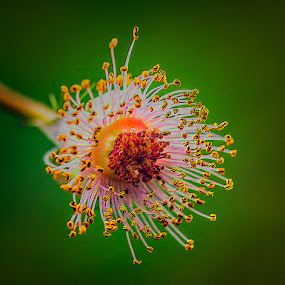 Death Of A Flower by Bill Tiepelman - Nature Up Close Other plants ( abstract, plant, up close, green, zoom, anthers, fine art, dead flower, rose, macro, nature, details, stem, dead, garden, decrepit, closeup, flower )