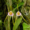 Dracula orchid