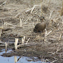 Mallards - Hen, Drake, Pair
