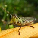 GrassHopper