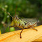 GrassHopper
