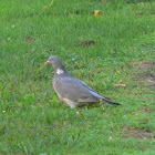Common Wood Pigeon