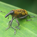Snout Beetle