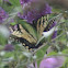 Yellow Swallowtail