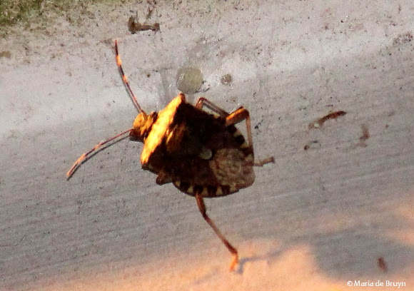 Spotting Image 1