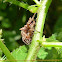 Spined Micrathena spider