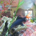 red-tailed black shark