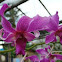 Orchid