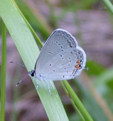 Spotting Image 1