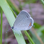 Eastern Tailed-Blue