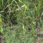 Purple Prairie Clover