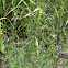 Purple Prairie Clover