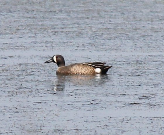 Spotting Image 1
