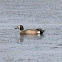 Blue-winged Teal