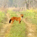 Dhole