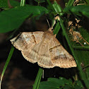 Noctuid moth
